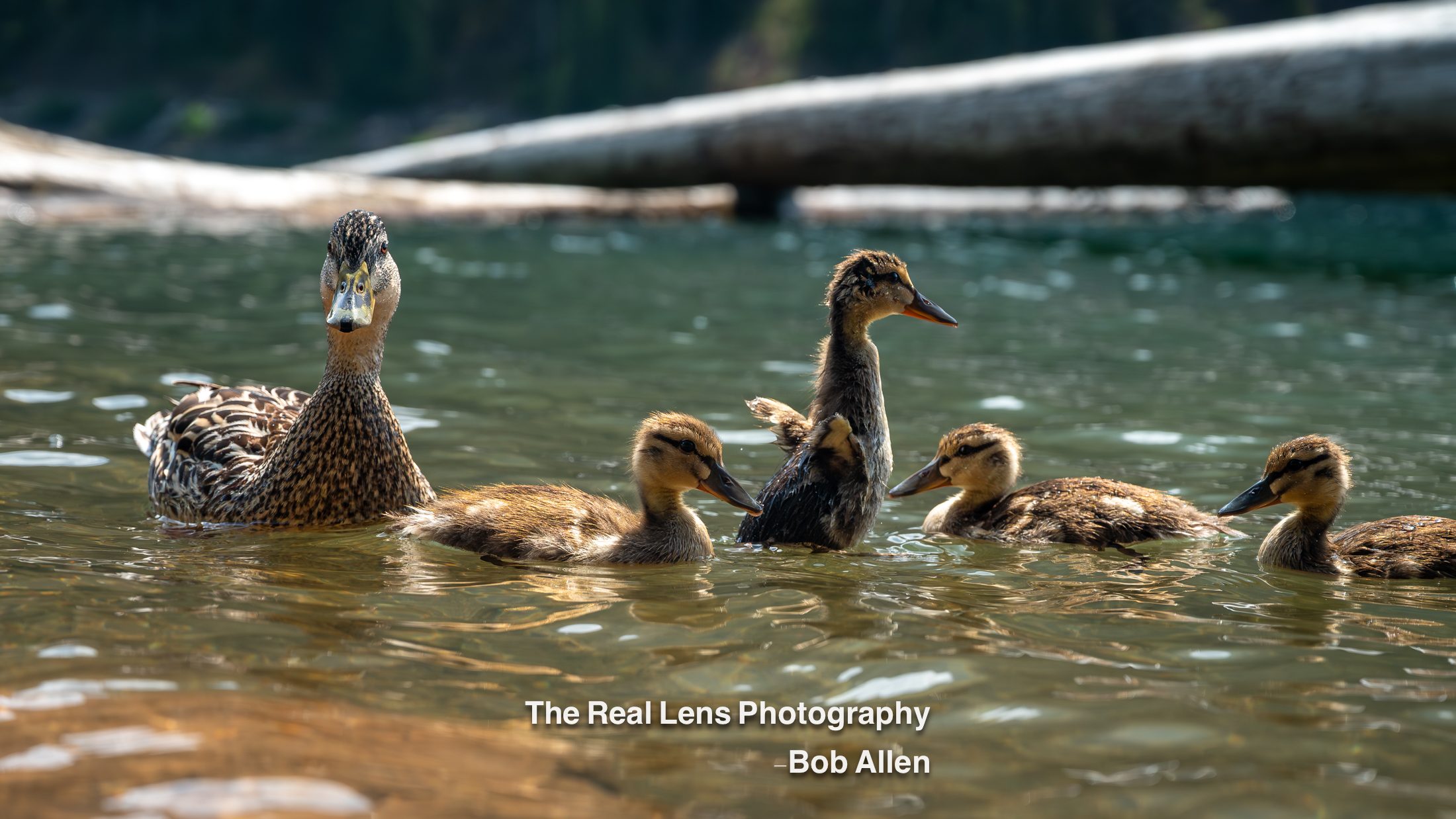 Shop Wildlife Prints