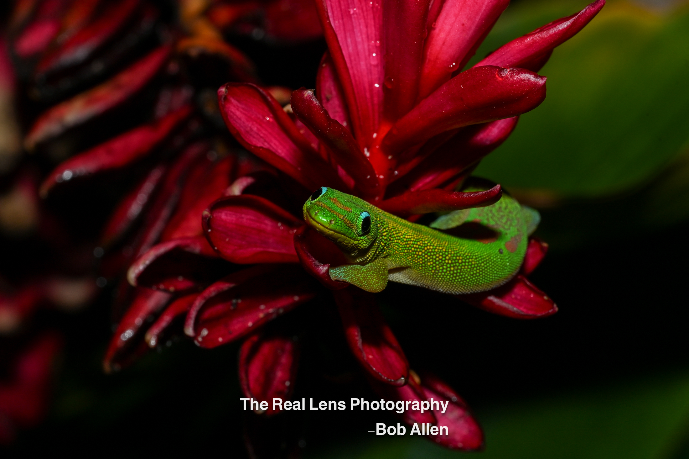 Reptiles / Amphibians category